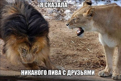Мем. Львица рычит на льва!
