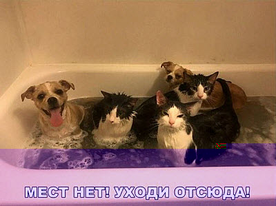 Мем. Коты и собаки в ванне!