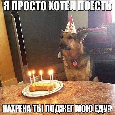 Мем. Торт собаке на день рождения!