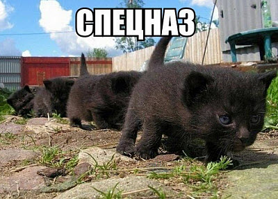 Мем. Черные котята!