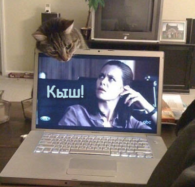 Мем. Кот на мониторе компьютера!