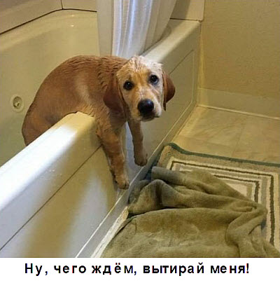 Мем. Собака в ванне!