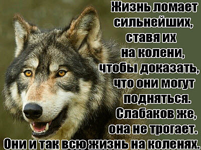 Мем. Волк рассказывает о жизни!