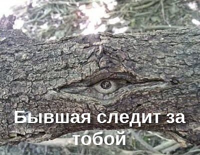 Мем. Глаз в дереве!