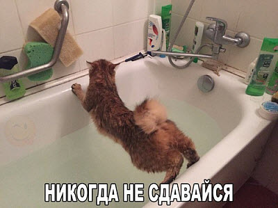 Мем. Кот в ванне!