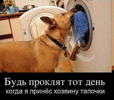 Мем. Собака загружает вещи в стиральную машину!