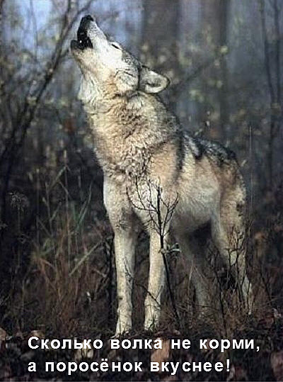 Волк воет в лесу