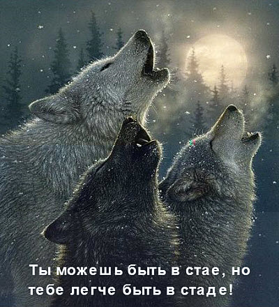 Волки воют при луне