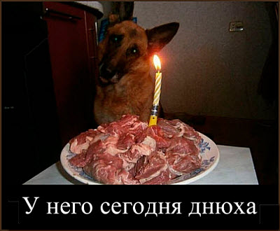 Торт на день рождения собаке!