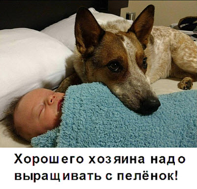 Собака охраняет сон малыша!