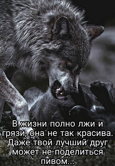 Обиженный волк
