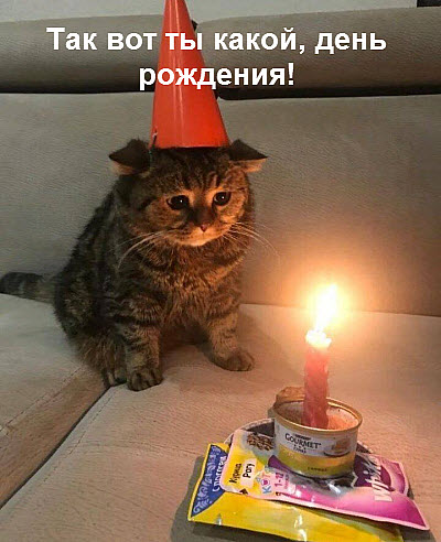 Кот отмечает свой день рождения!