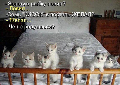Семь котят на кровати!
