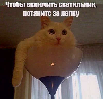Кот на светильнике!