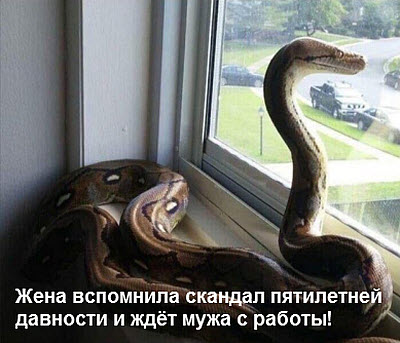 Змея смотрит в окно!
