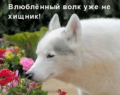 Волк нюхает цветы