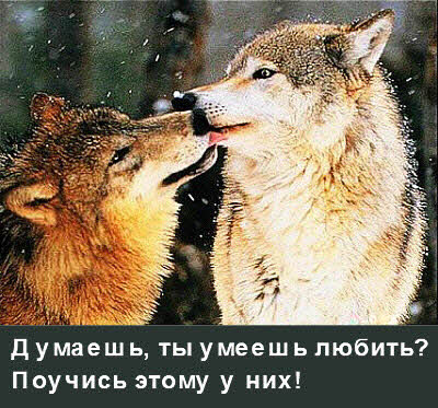 Влюблённые волки!