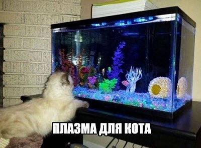 Кот у аквариума
