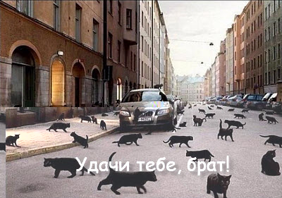 Чёрные коты на улице!
