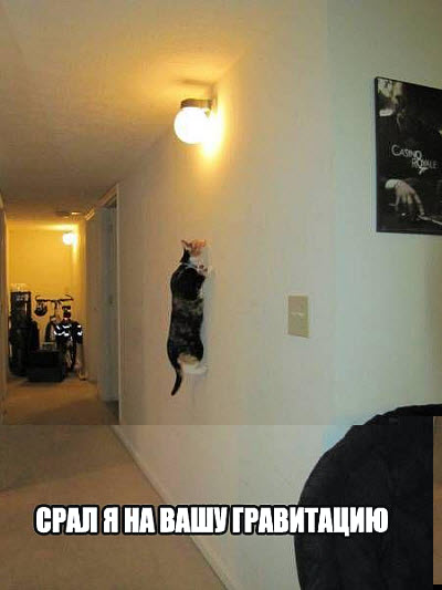 Кот на вертикальной стене!