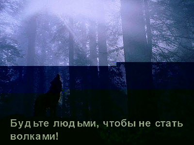 Волк воет ночью в лесу