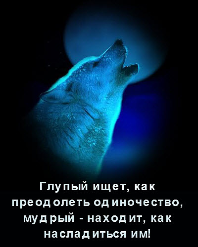 Одинокий волк воет на луну!