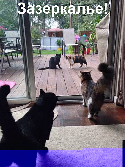 Коты перед стеклянной дверью!