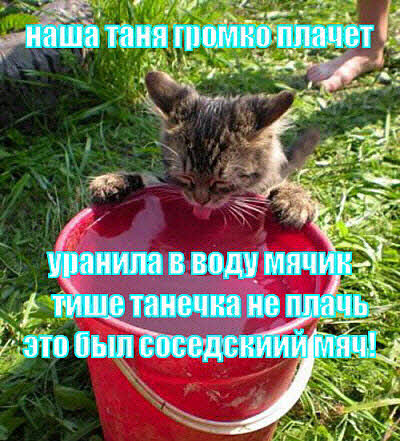 Кошка пьёт воду из ведра!