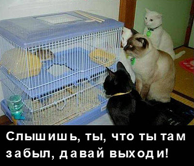 Коты у клетки с хомяком!