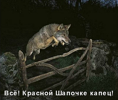 Волк прыгает через забор!