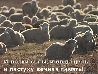 Стадо овец без пастуха!