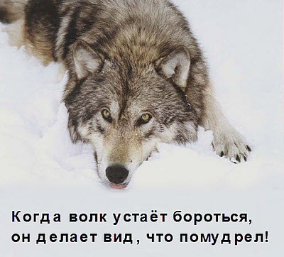 Мудрый волк!