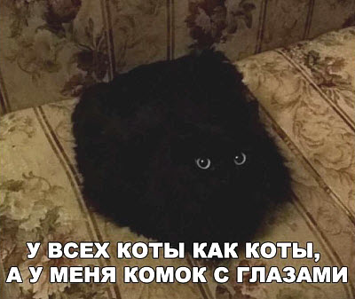 Чёрный пушистый кот!