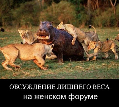 Нападение львов на бегемота!