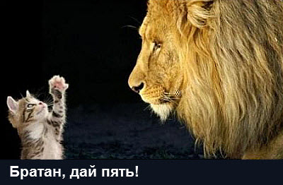 Кот и лев!
