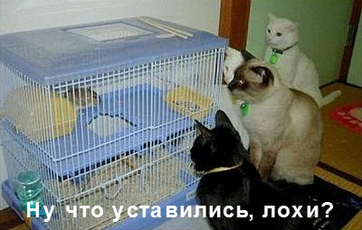 Коты и хомяк в клетке