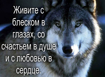 Волк советует, как надо жить!