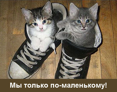 Котята в обуви!