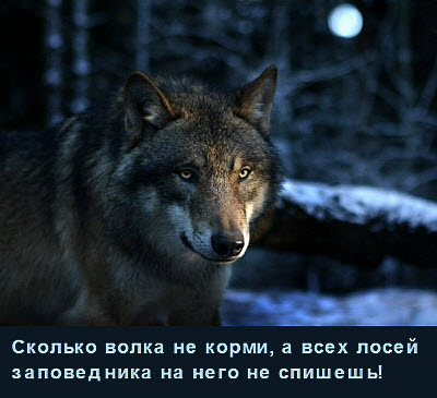 Волк ночью в заповеднике