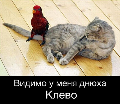 Попугай сидит на хвосте у кота
