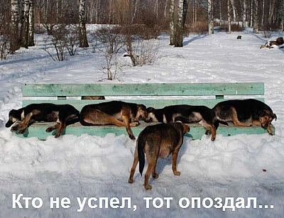 Собаки зимой спят на лавочке