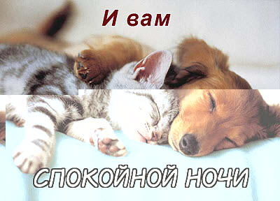 Собака спит с котом