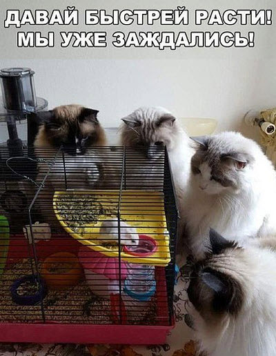 Коты у клетки с хомяком