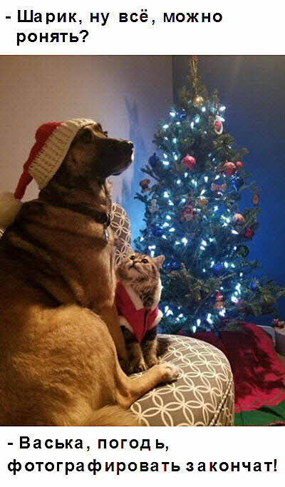 Кот с собакой и новогодняя елка