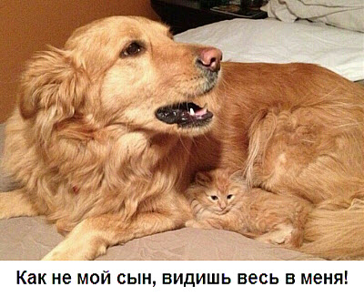 Собака с котёнком