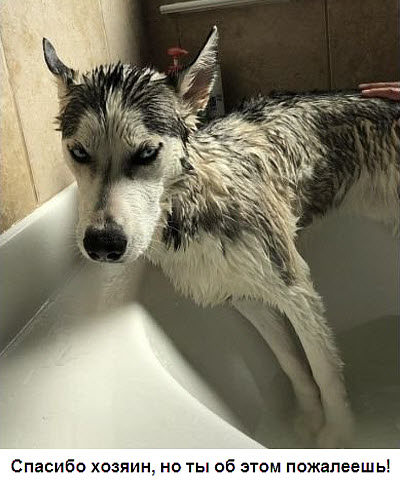Мокрая собака в ванне