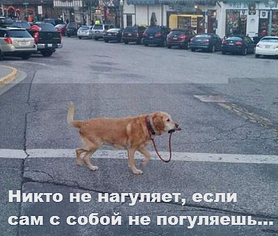 Собака гуляет сама с собой