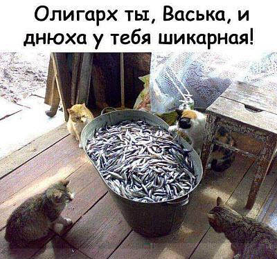 Коты вокруг ванны с рыбой