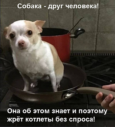 Собака на сковороде