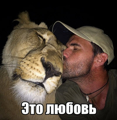 Мужчина целует львицу